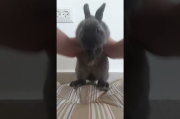 Funny and Cute Baby Bunny Rabbit Videos | Baby Animal Video Compilation | #Shorts #36