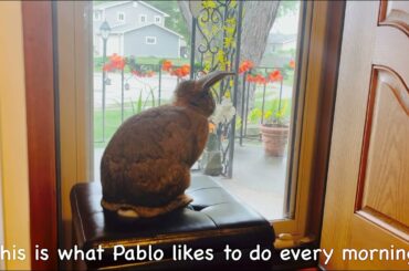 The story of a Cute Rabbit every morning