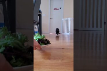 funny cute rabbit | funny animals | funny pets #shorts #mini_shorts #funny_animals #funny_pets