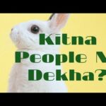 Cute Rabbit, White Rabbit, Cute Pets, FM Short's