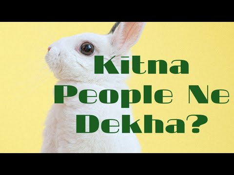 Cute Rabbit, White Rabbit, Cute Pets, FM Short's Cute Rabbit, White Rabbit, Cute Pets, FM Short's