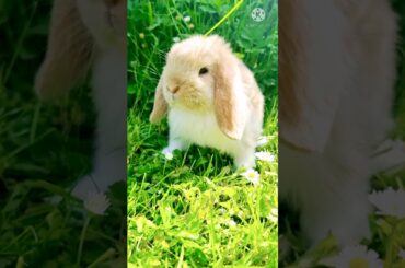 Cute Rabbit #shorts