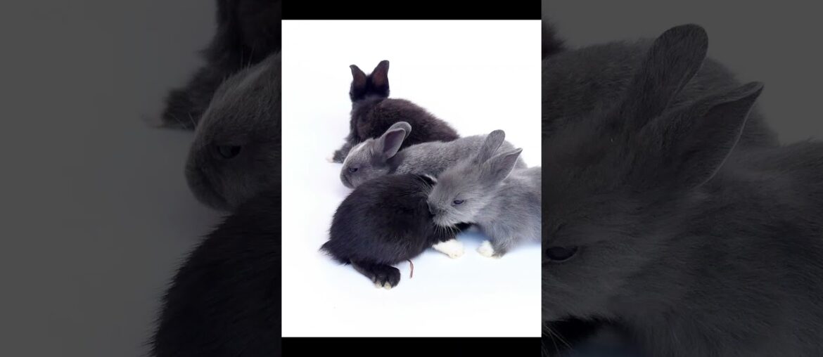Lovely baby rabbits #shorts #baby #cute #bunny Lovely baby rabbits #shorts #baby #cute #bunny