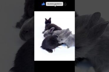 Lovely baby rabbits #shorts #baby #cute #bunny