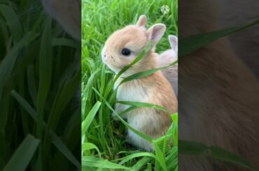 Cute Rabbit #shorts