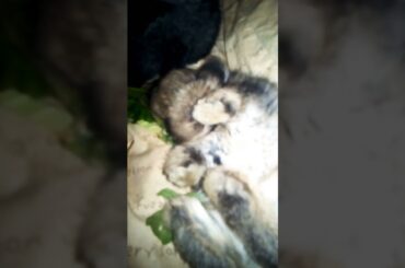 Funny Bunny Funny Sleeping, Cutesy Bunny, Cute Rabbit, #shorts #rabbit #bunny