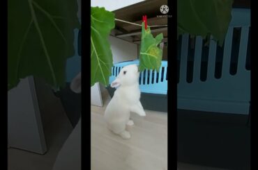 Cute Rabbit #shorts