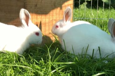 Our cute bunnies - day 24 #shorts #rabbit