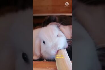 Cute Rabbit #shorts