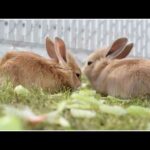 Baby Rabbit playing video.l Cute bunny