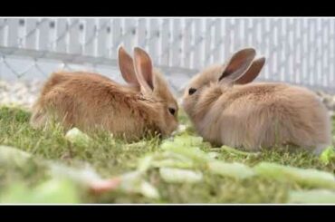 Baby Rabbit playing video.l Cute bunny