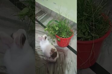 My Cute Rabbit | Pet Rabbit