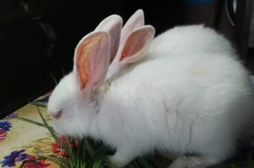 Cute baby rabbit video compilation | 2021