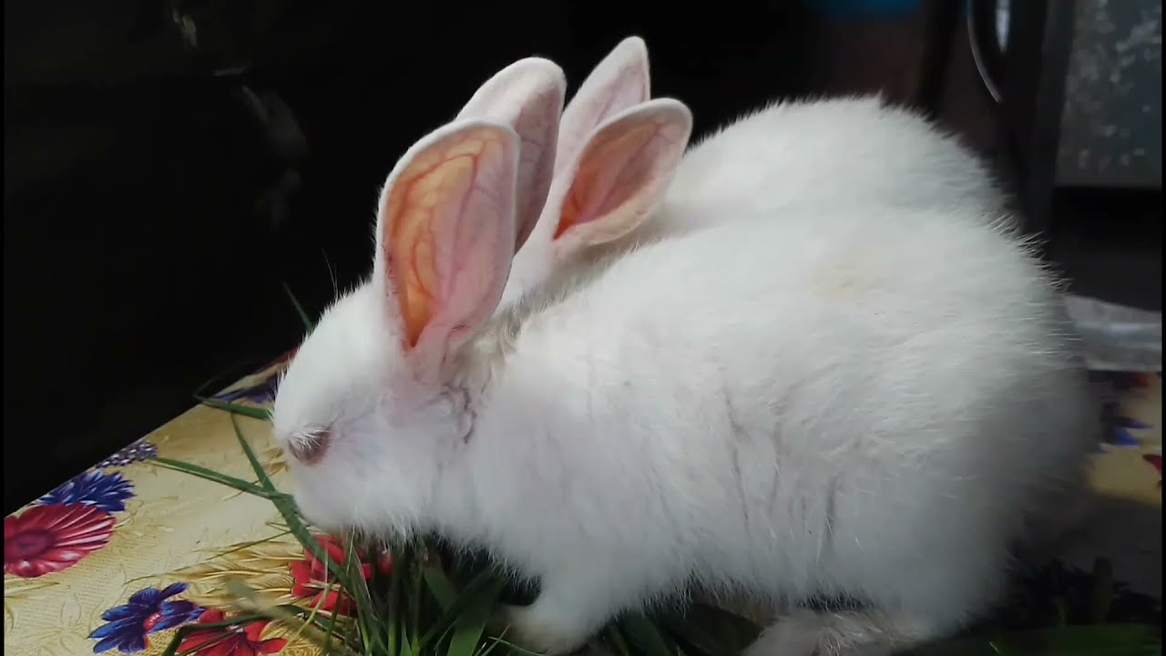 Cute baby rabbit video compilation | 2021