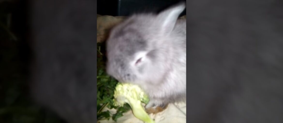Funniest Animals, Beautiful Cute Rabbit Baby Bunny love Green Food, #shorts #pet #bunny