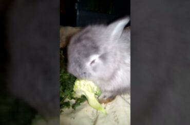 Funniest Animals, Beautiful Cute Rabbit Baby Bunny love Green Food, #shorts #pet #bunny