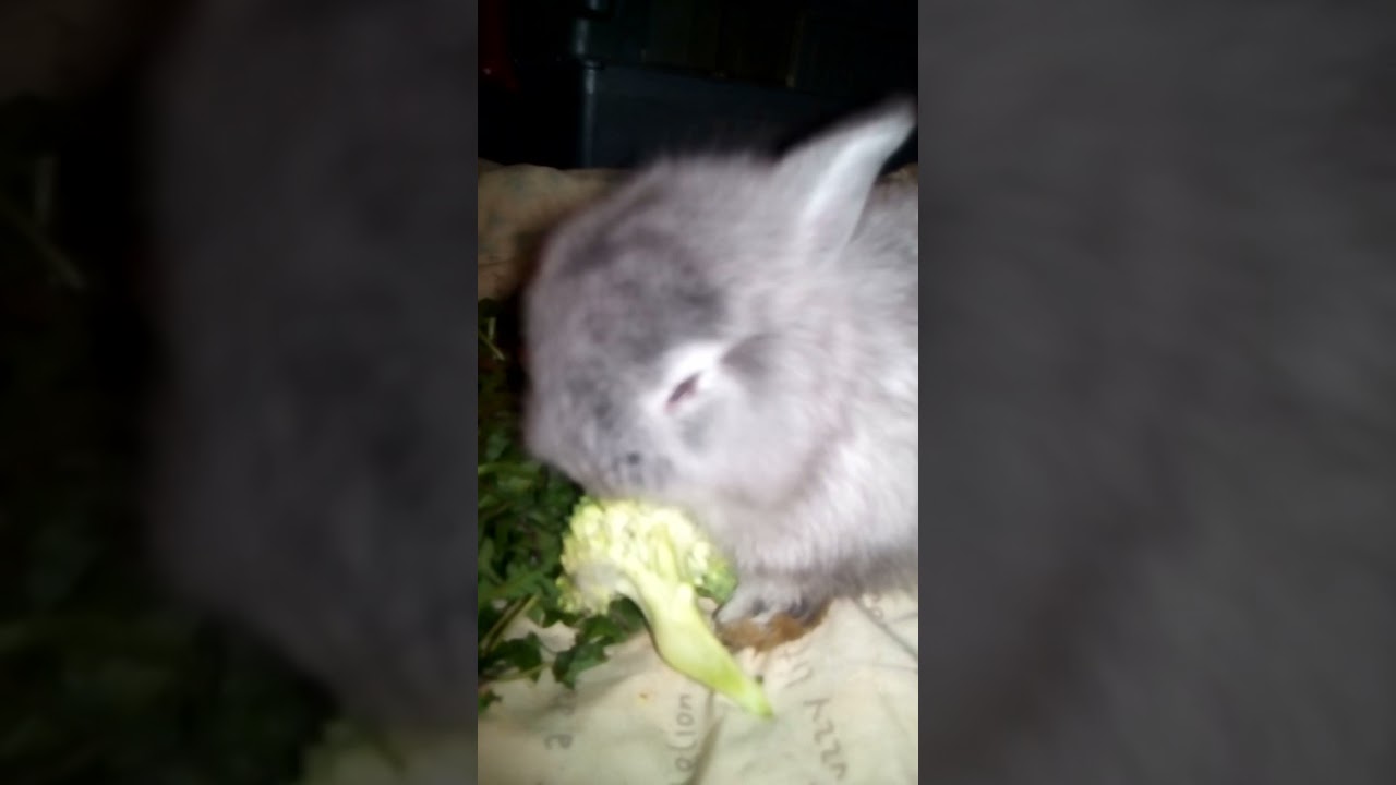 Funniest Animals, Beautiful Cute Rabbit Baby Bunny love Green Food, #shorts #pet #bunny Funniest Animals, Beautiful Cute Rabbit Baby Bunny love Green Food, #shorts #pet #bunny