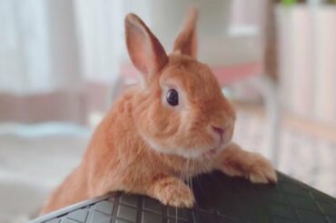 Cute Bunny Videos | A Funny Bunny Videos Compilation | Cute Animals