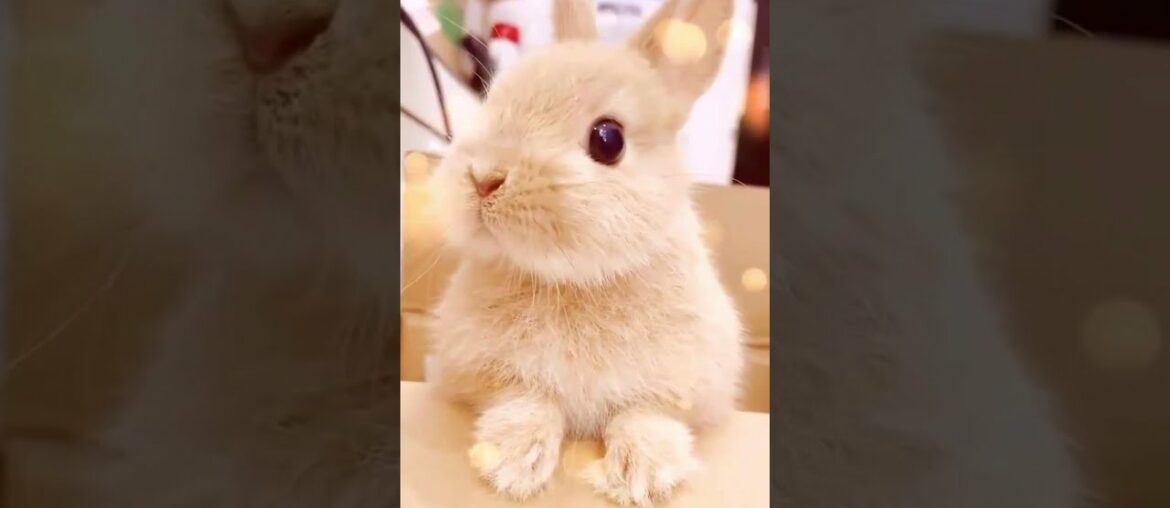 Cute Rabbit Video Cute Rabbit Video