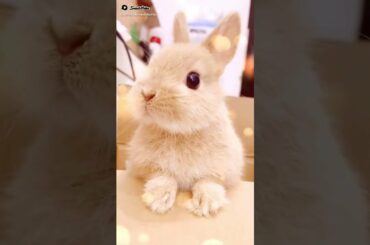 Cute Rabbit Video
