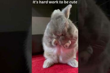 Hard work to be cute bunny