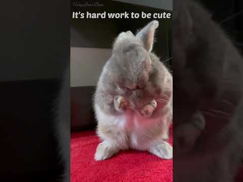 Hard work to be cute bunny