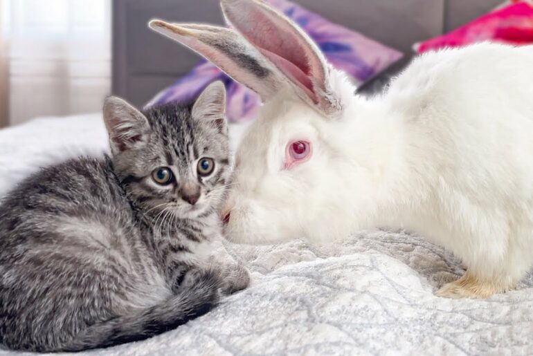 Baby Kitten is confused by meeting with Giant Rabbit
