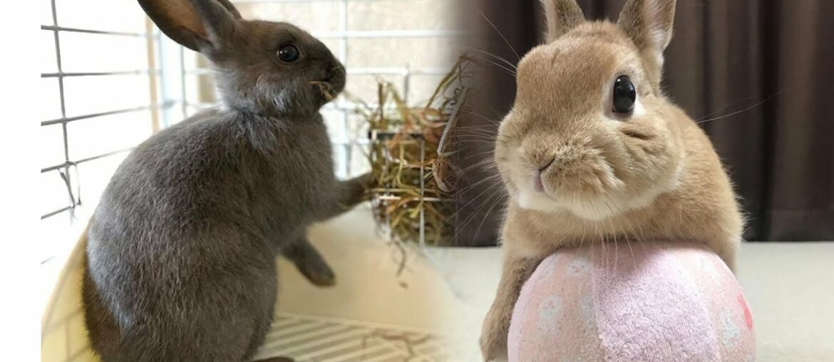 Cute Rabbit Doing Funny Things | Cute Bunny Dancing | Funny Things Caught On Camera Cute Rabbit Doing Funny Things | Cute Bunny Dancing | Funny Things Caught On Camera