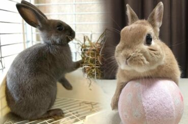 Cute Rabbit Doing Funny Things | Cute Bunny Dancing | Funny Things Caught On Camera