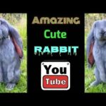 Bunny | Cute Bunny | Bunny Prank