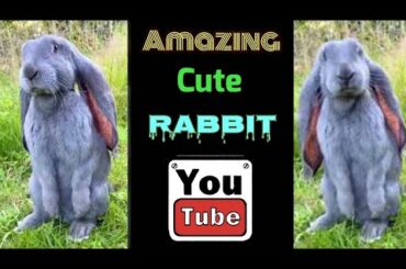 Bunny | Cute Bunny | Bunny Prank