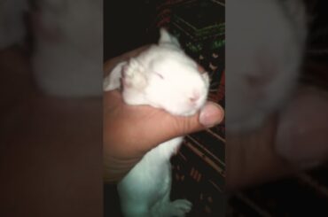 Pink Panther Bunny, Cute Rabbit Baby Bunny #shorts #rabbit #bunny