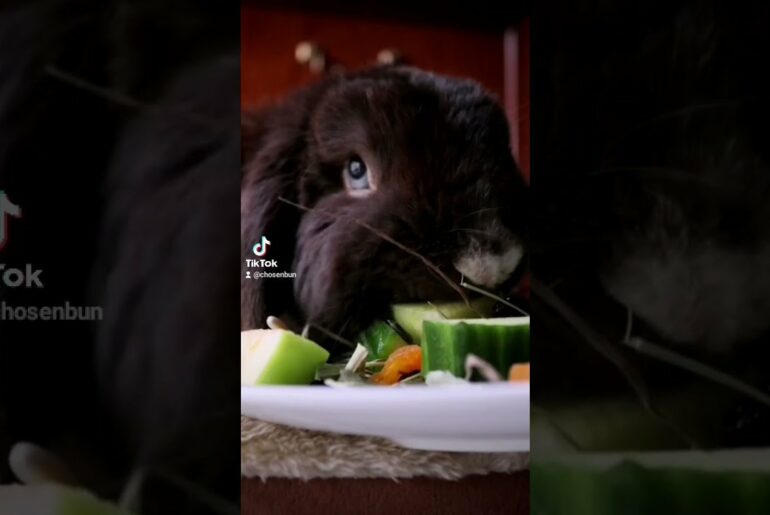 Cute Rabbit Eats Luxury Salad