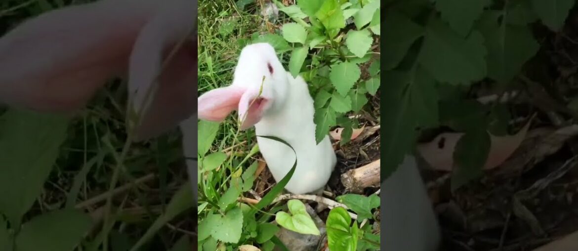 Cute rabbit Cute rabbit