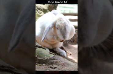 Cute Rabbit | Smart Rabbit | A beautiful Rabbit #shorts