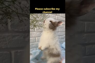 01 cute rabbit!cute rabbit videos!cute rabbit baby #shorts  cute rabbit funny videos, #rabbitshorts