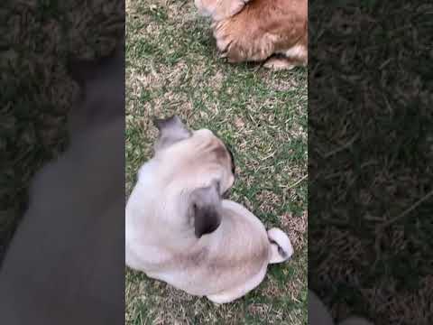cute rabbit puppies and cats playing #shorts #short #cutepetsvideos cute rabbit puppies and cats playing #shorts #short #cutepetsvideos