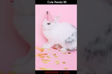 Cute Rabbit | Smart Rabbit | A beautiful Rabbit #shorts