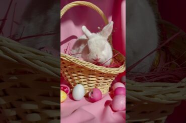 cute bunny Easter videos//#shorts #bunny #funny