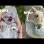 Rabbit stages of growth | CUTEST BABY BUNNY RABBITS | rabbit bunny hub
