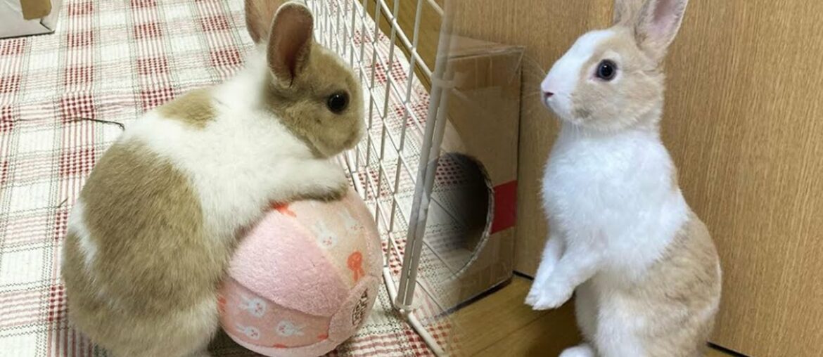 Cute Rabbit Funny Moments | Funny Rabbits Try Not To Laugh | Funny Rabbits Compilation Cute Rabbit Funny Moments | Funny Rabbits Try Not To Laugh | Funny Rabbits Compilation