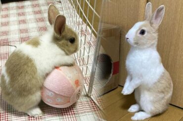 Cute Rabbit Funny Moments | Funny Rabbits Try Not To Laugh | Funny Rabbits Compilation