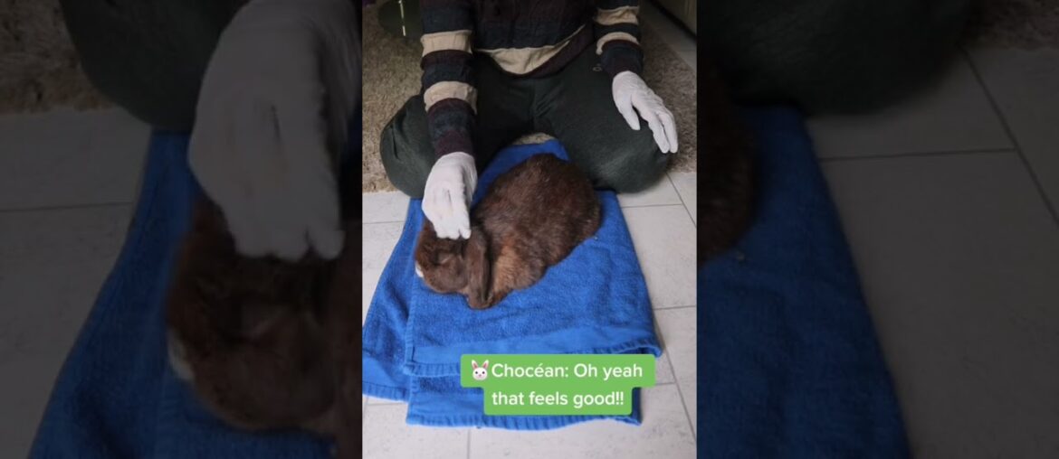 Cute Rabbit Gets A Massage