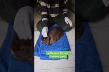 Cute Rabbit Gets A Massage