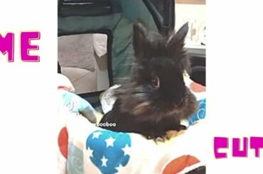 cute bunnies #bunny