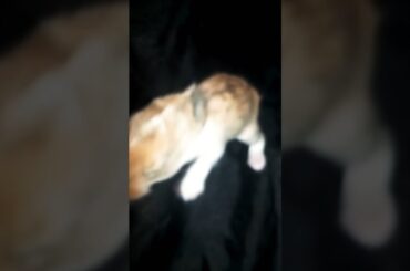 Amazingly Cute Rabbit Bunny Walking With Close Eye, Funniest Animals, #pet