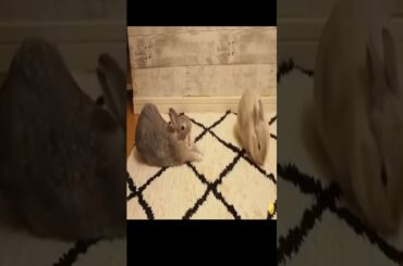 Cute Rabbit Sneakily Extended Within Reach! #Shorts