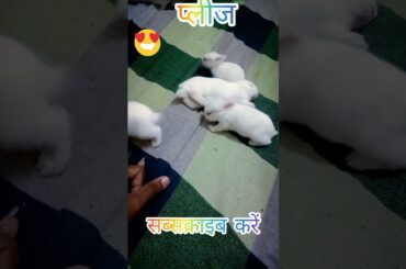 cute rabbit #short#short video#first short video#youtube short
