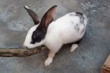 Funny Cute Baby Bunny Rabbit Video #funnyanimals #rabbit