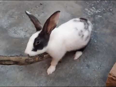Funny Cute Baby Bunny Rabbit Video #funnyanimals #rabbit
